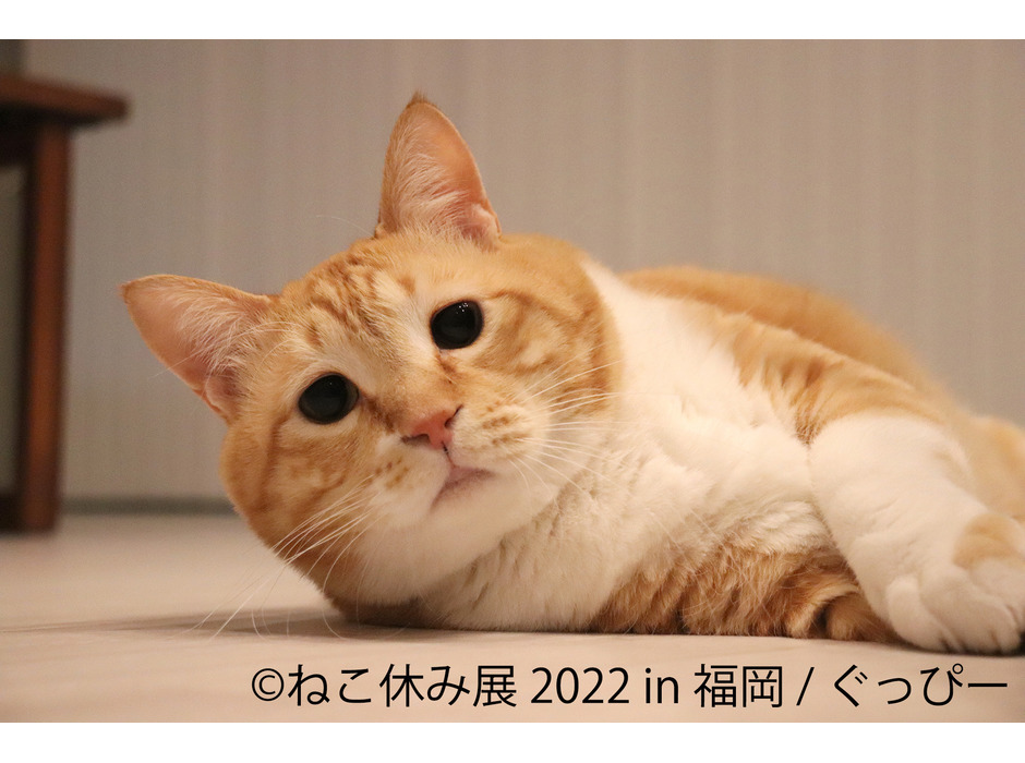 29274neko.jpg