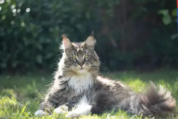 ws2Fnekochan2Fnekochan_cat39658%2Fnekochan_cat39658_1.jpg