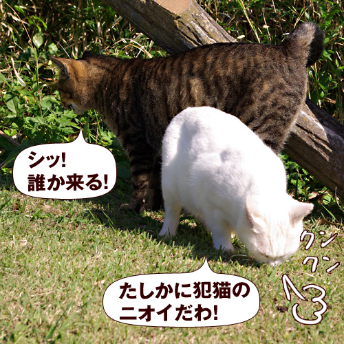 たしかに犯猫のニオイだわ　シッ！　誰か来る！