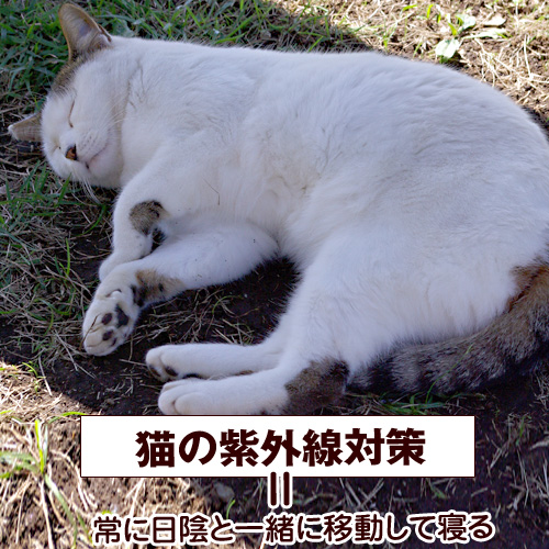 猫の紫外線対策