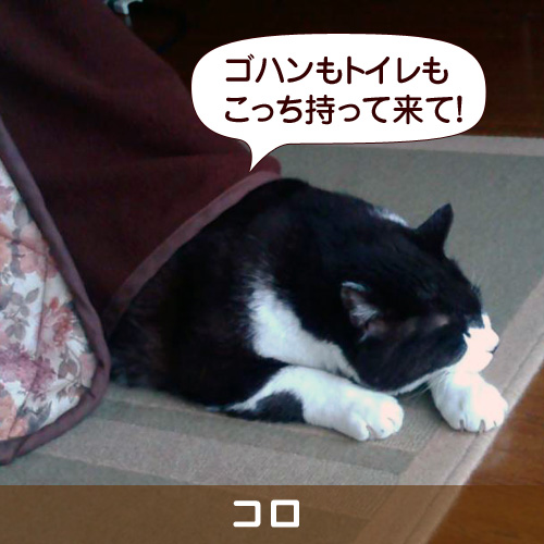 110152_touko.jpg