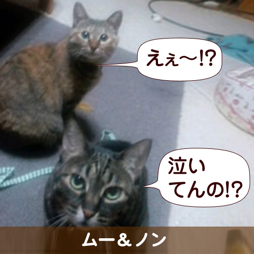 110243_touko.jpg