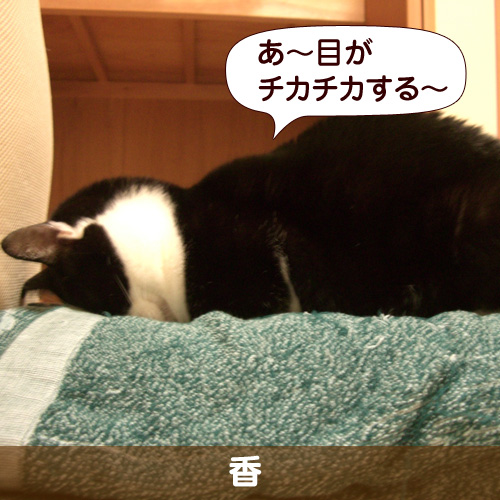 110246_touko.jpg
