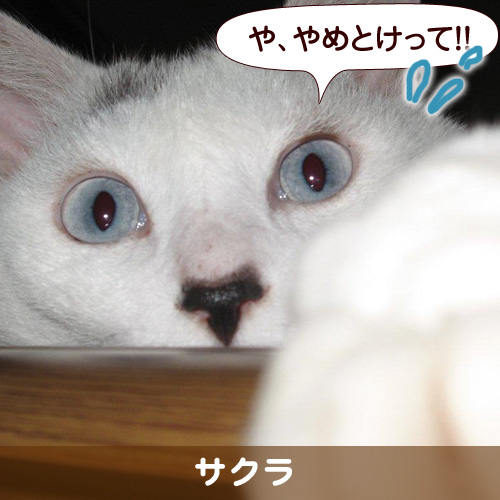 110311_touko.jpg
