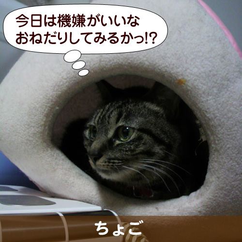 110313_touko.jpg