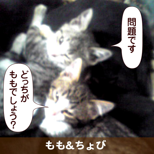 110331_touko.jpg