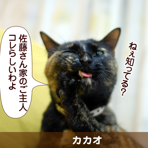 111102_touko.jpg