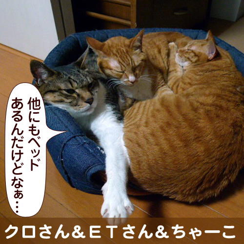 111104_touko.jpg