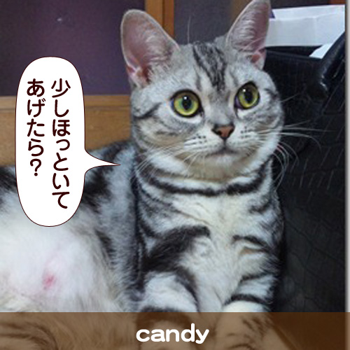 111116_touko.jpg