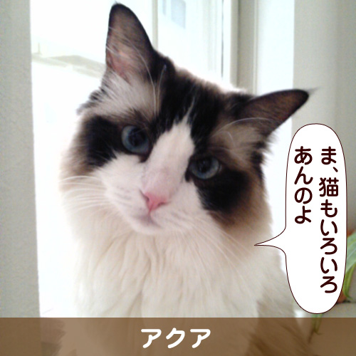 111117_touko.jpg