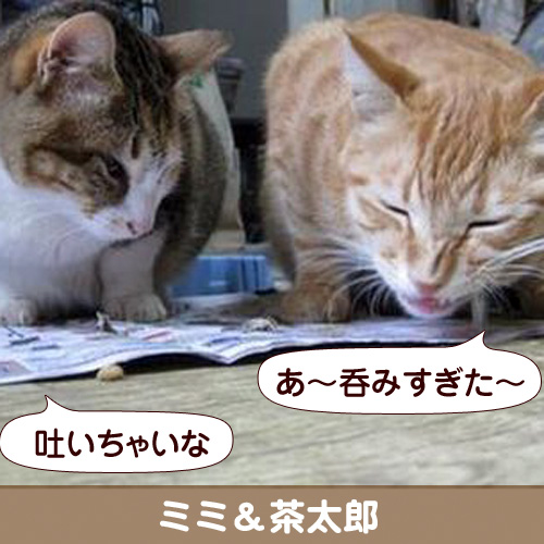 111155_touko.jpg
