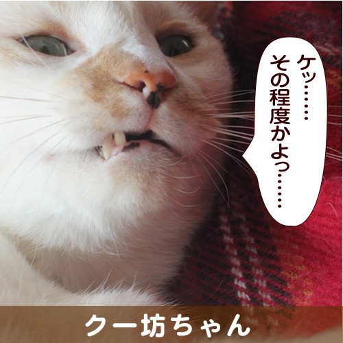 140313_touko.jpg