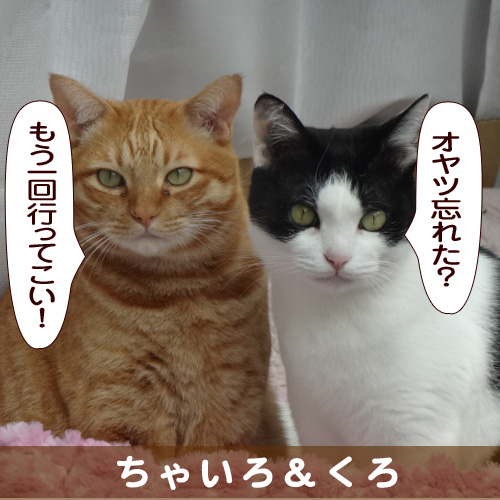 140316_touko.jpg