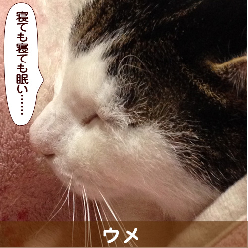 140330_touko.jpg