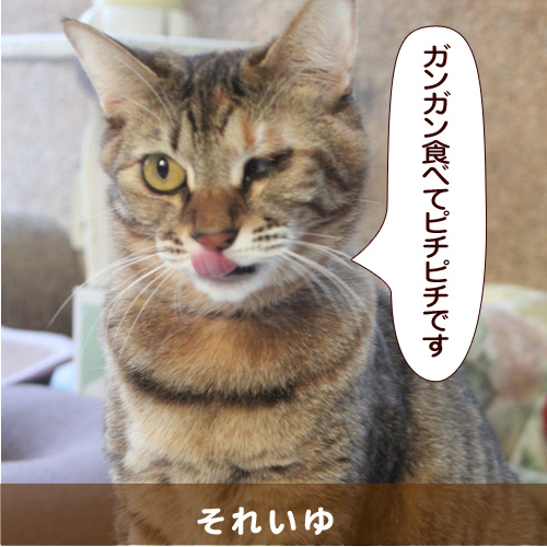 140512_touko.jpg