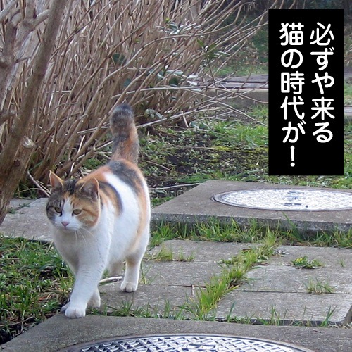 必ずや来る猫の時代が！