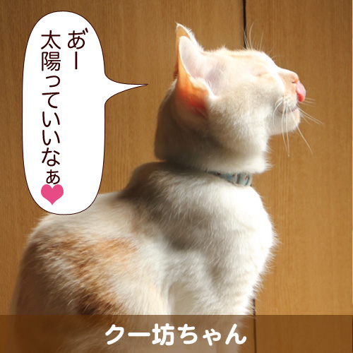 20111221_touko.jpg