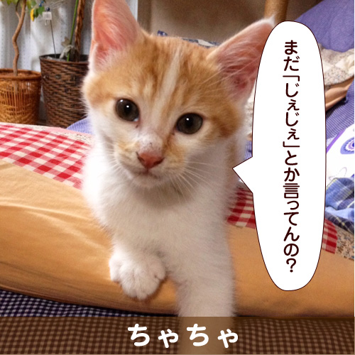 20140219_touko.jpg