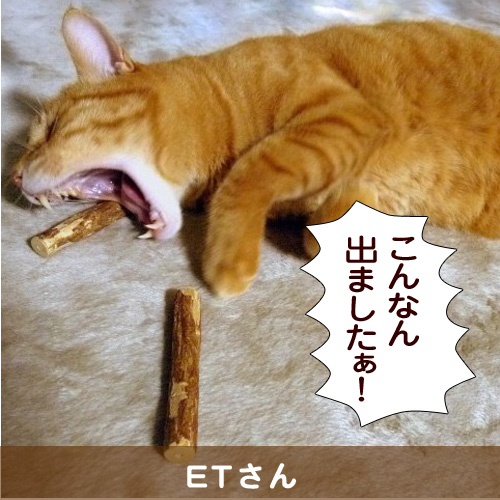 20140401_touko.jpg