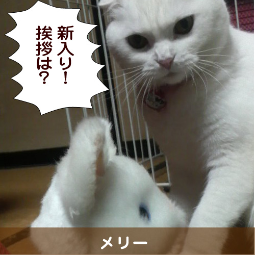 20140412_touko.jpg