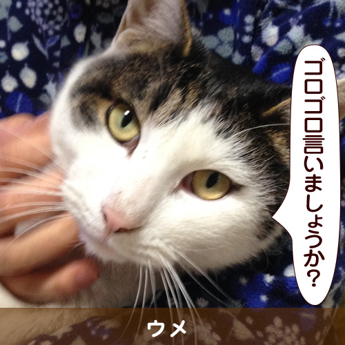 20140430_touko.jpg