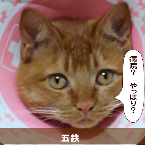 20140721_touko.jpg