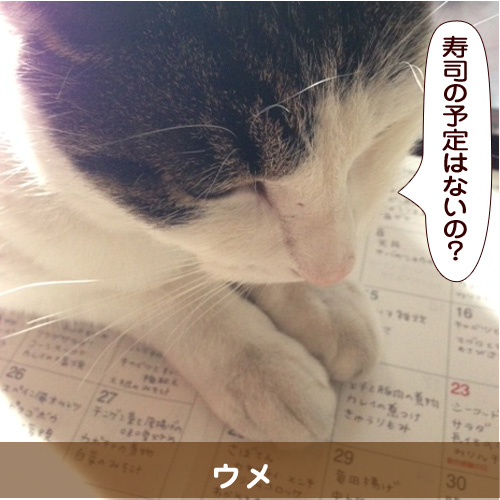 20140730_touko.jpg