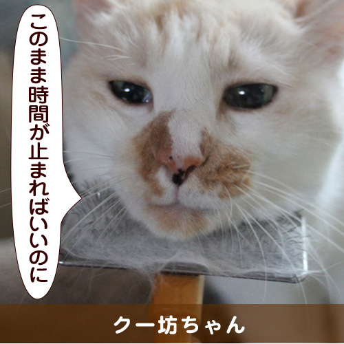 20141126_touko.jpg