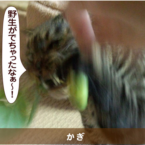 20141127_touko.jpg