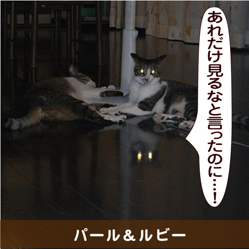 20141129_touko.jpg