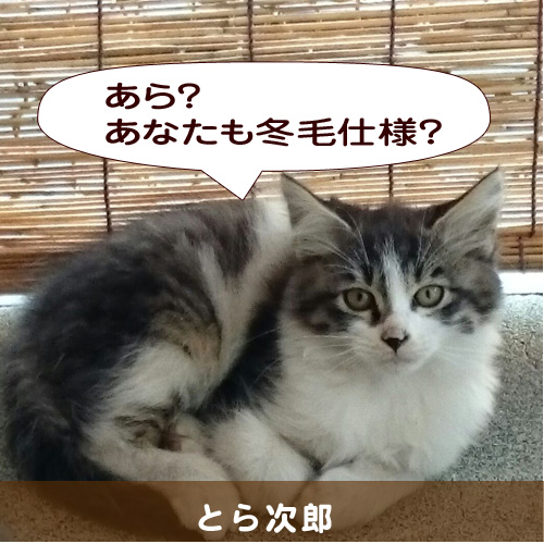 20141211_touko.jpg