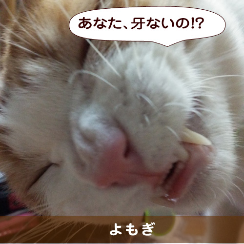 20150408_touko.jpg