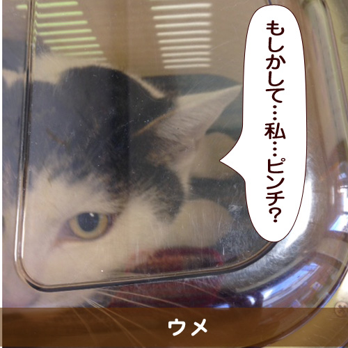 20150411_touko.jpg