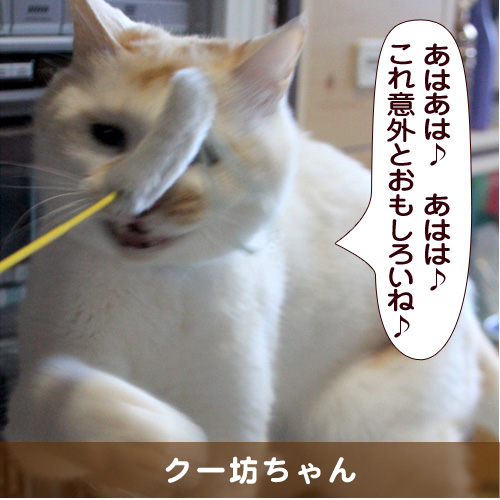 20150522_touko.jpg