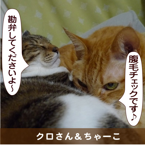 20150615_touko.jpg