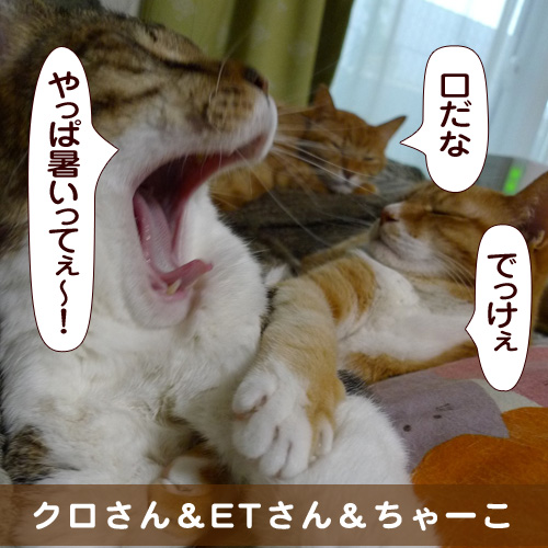 20150729_touko.jpg