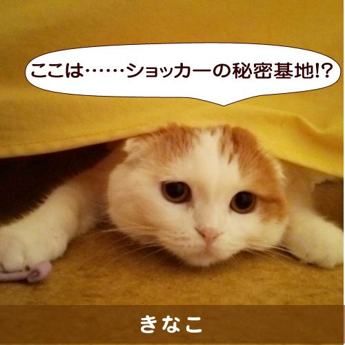 20150814_touko.jpg