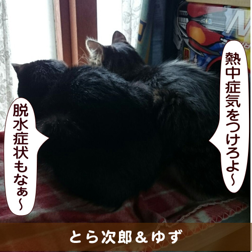 20150824_touko.jpg