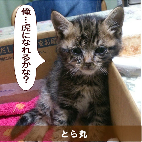 20150923_touko.jpg
