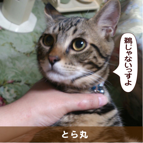 20160206_touko.jpg
