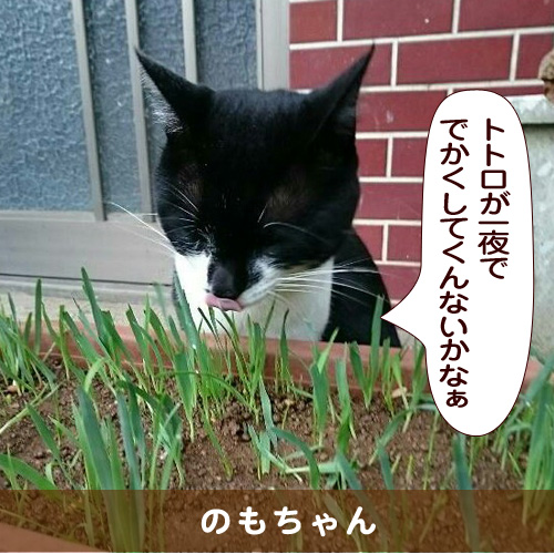 20160207_touko.jpg