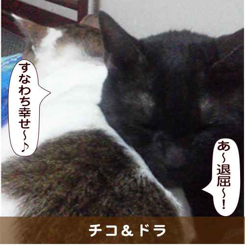 20160218_touko.jpg