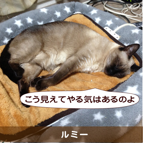 20160226_touko.jpg