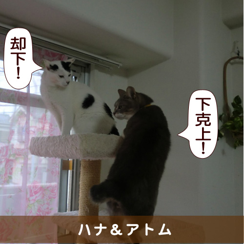 20160413_touko.jpg
