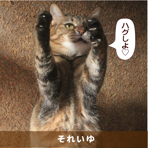 20160510_touko.jpg