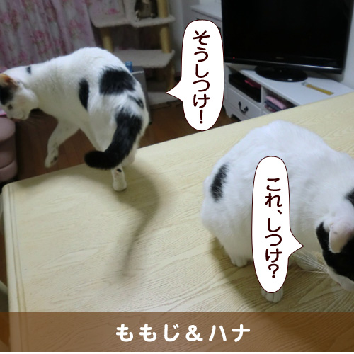 20160629_touko.jpg