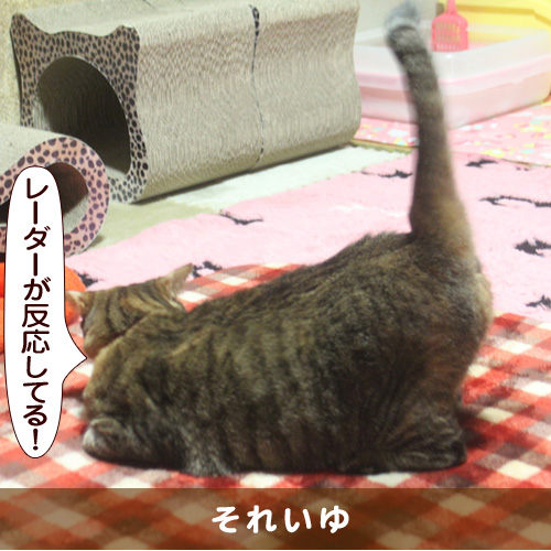 20160812_touko.jpg