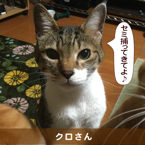 20160814_touko.jpg
