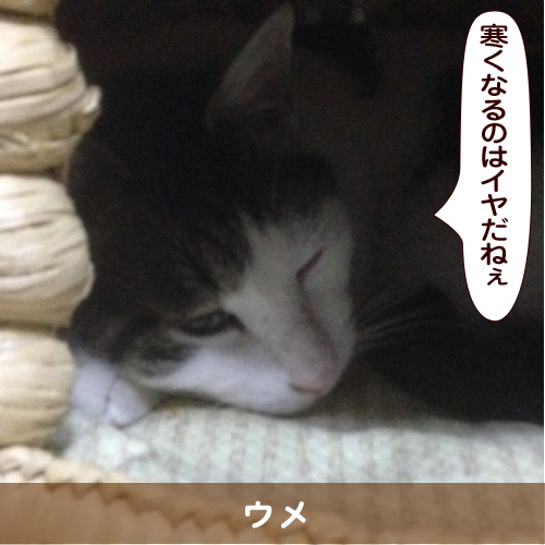20161015_touko.jpg