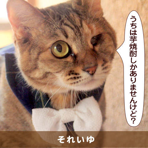 20161107_touko.jpg